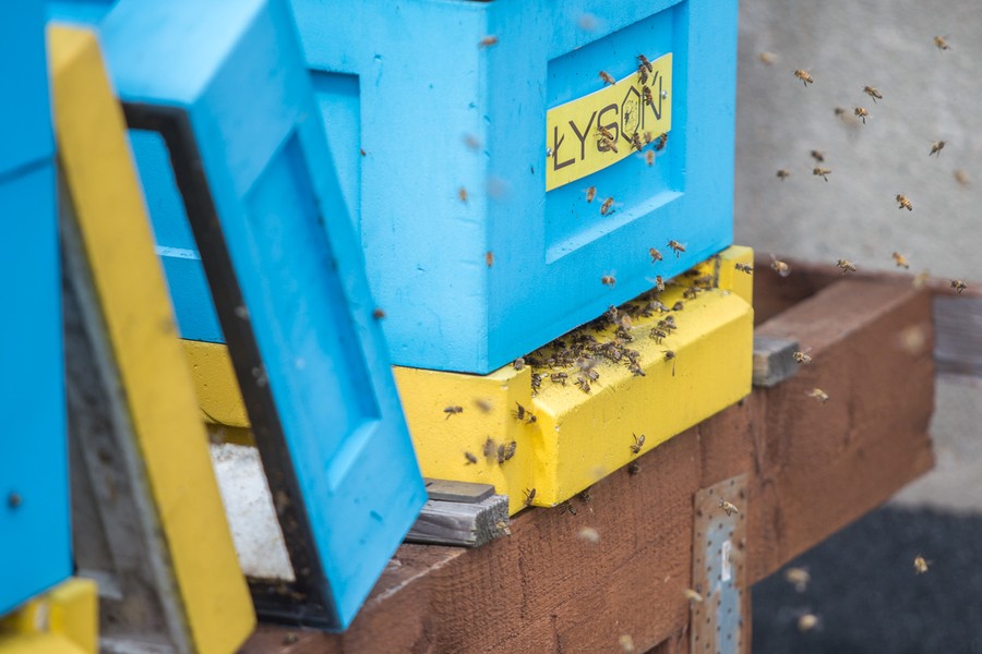 Miodobranie na dachu Urzędu Marszałkowskiego, fot. Szymon Zdziebło/Tarantoga.pl