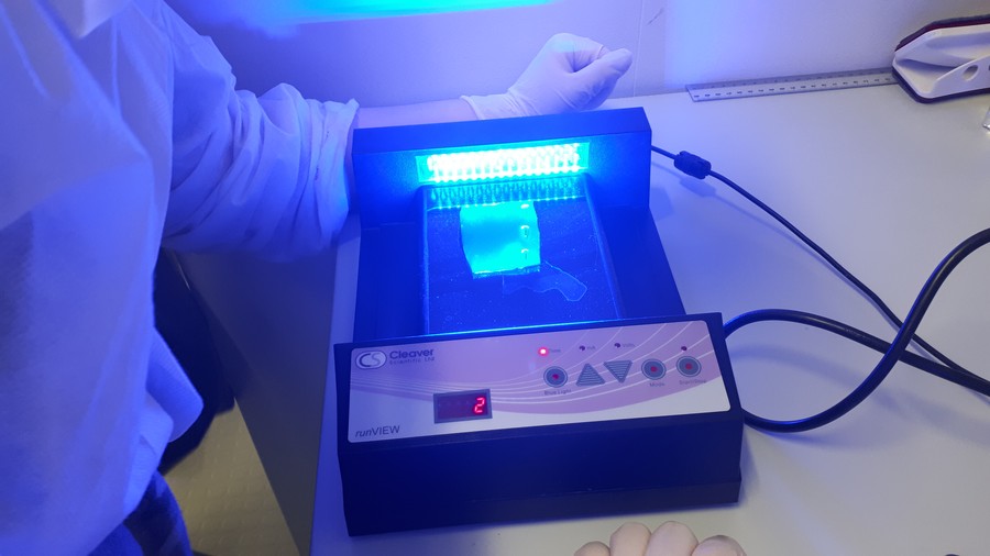 Uczniowie ZS 33 w Bydgoszczy obserwują wyizolowane w czasie elektroforezy DNA w CN Młyn Wiedzy, fot. Katarzyna Stalinska