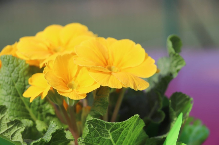 Powitanie wiosny - 21.03.2019