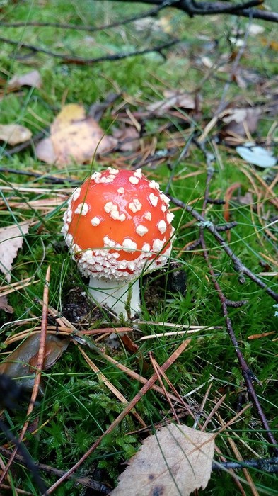 Szkolenie mykologiczne 28.09.2019 r. WPK