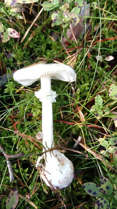 Szkolenie mykologiczne 28.09.2019 r. WPK