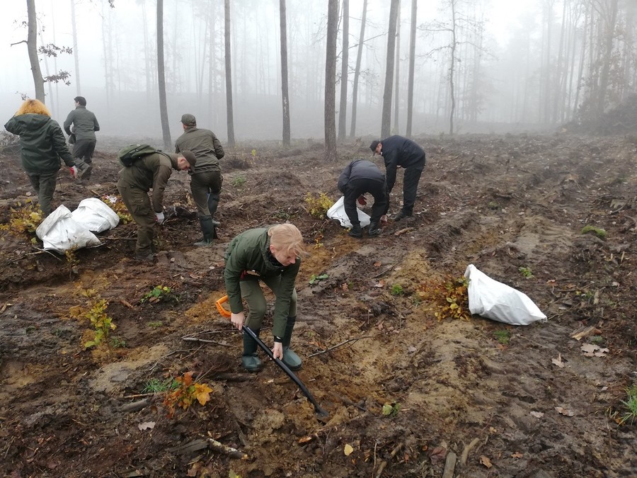 Sadzenie lasu - 15.11.2019 KPK