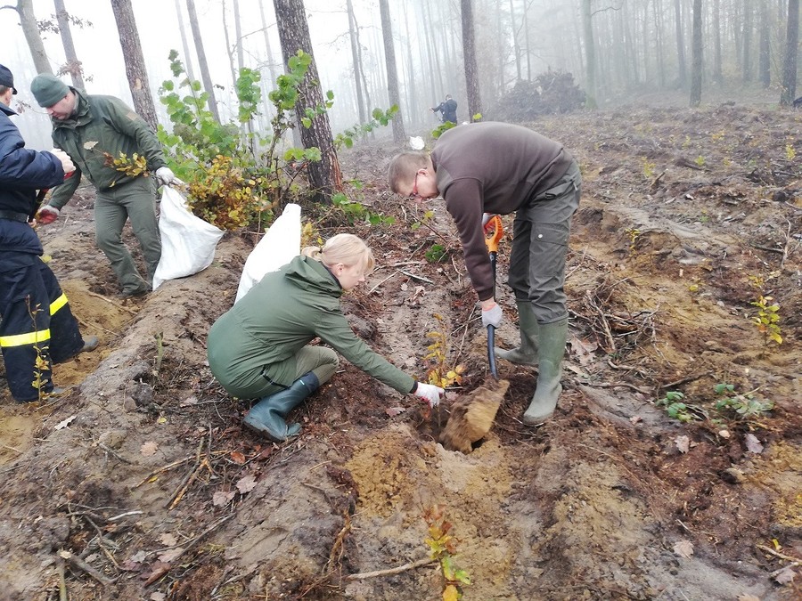 Sadzenie lasu - 15.11.2019 KPK