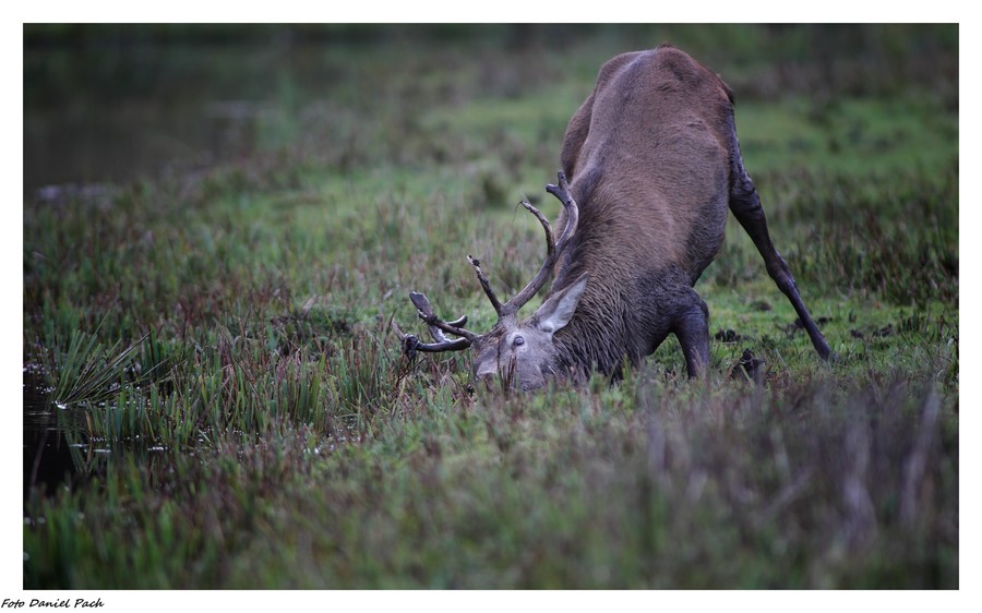 Fauna Krajeńskiego parku krajobrazowego, fot. Daniel Pach