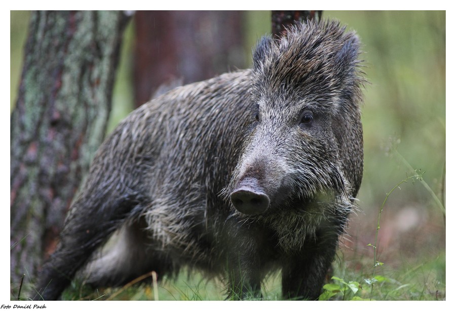 Fauna Krajeńskiego parku krajobrazowego, fot. Daniel Pach