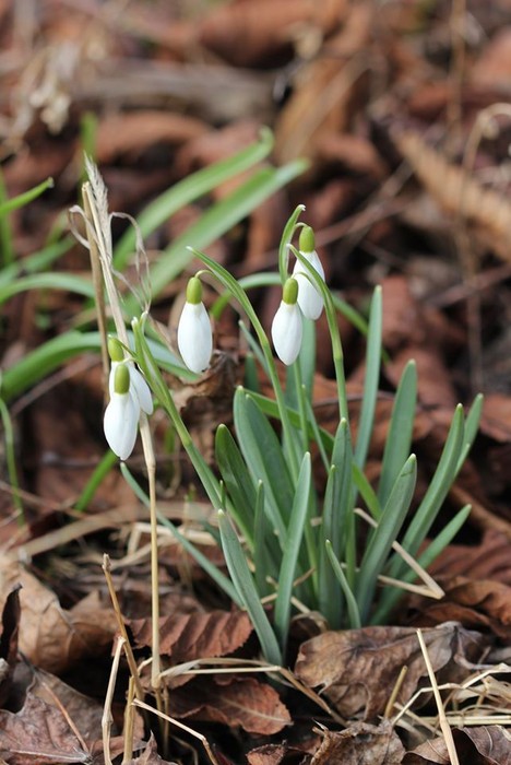 Wiosna w GLPK - 05.03.2020