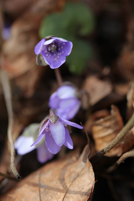 Wiosna w GLPK - 05.03.2020