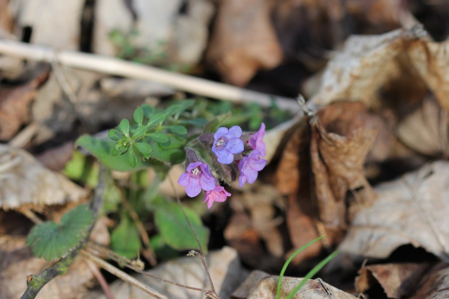 Wiosna w GLPK - 05.03.2020