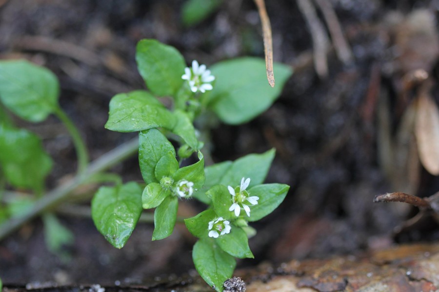 Wiosna w GLPK - 05.03.2020