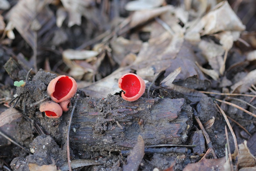 Wiosna w GLPK - 05.03.2020