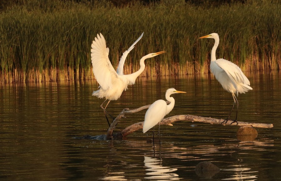 Nadgoplański Park Tysiąclecia 30.04.2020