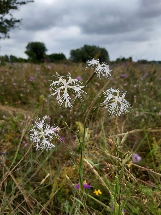 Nadgoplański Park Tysiąclecia 30.04.2020
