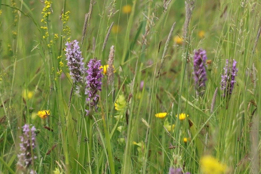 Nadgoplański Park Tysiąclecia 30.04.2020