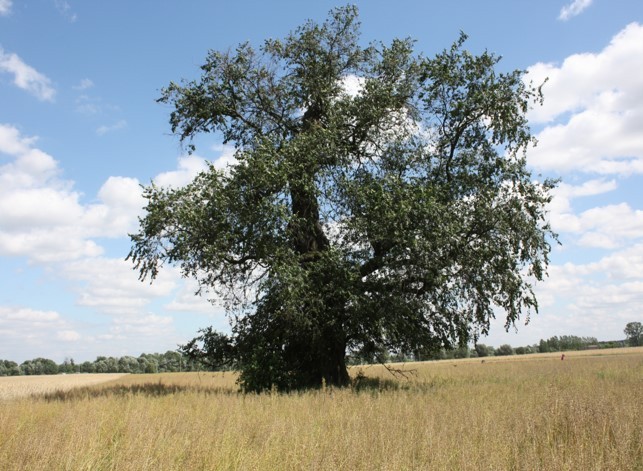 Nadgoplański Park Tysiąclecia 30.04.2020