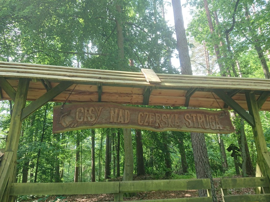 Cisy nad Czerską Strugą
