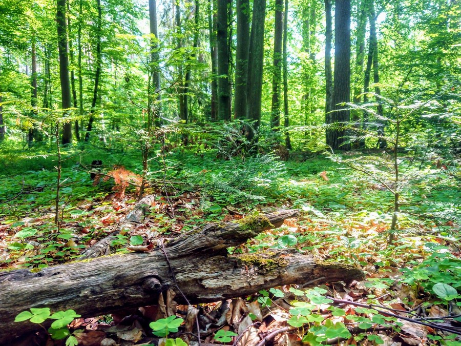 Cisy nad Czerską Strugą