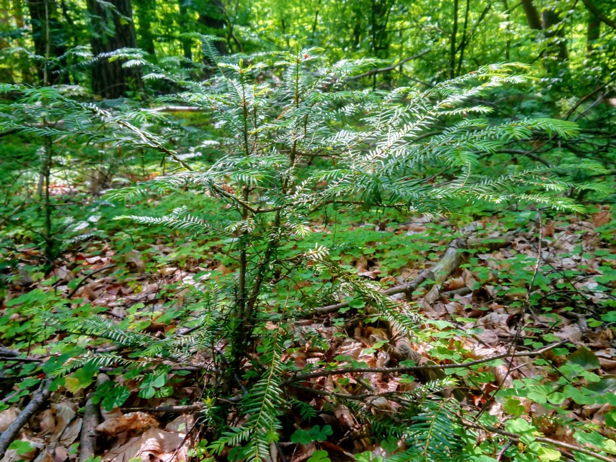 Cisy nad Czerską Strugą