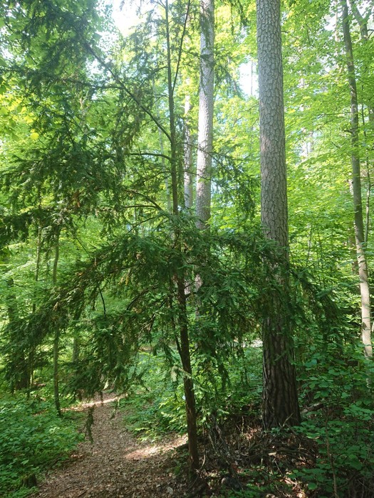 Cisy nad Czerską Strugą