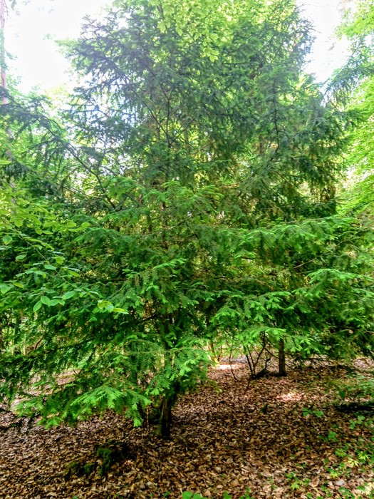 Cisy nad Czerską Strugą