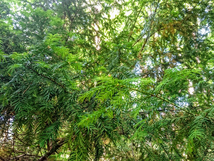 Cisy nad Czerską Strugą