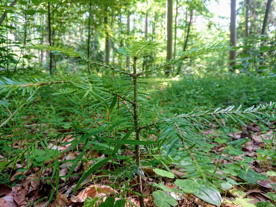 Cisy nad Czerską Strugą