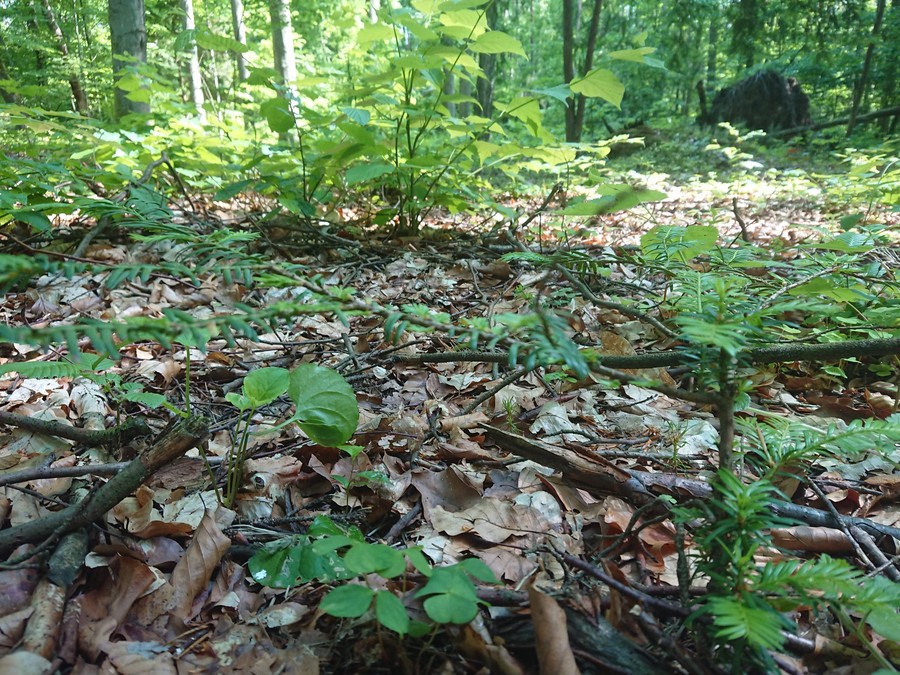 Cisy nad Czerską Strugą