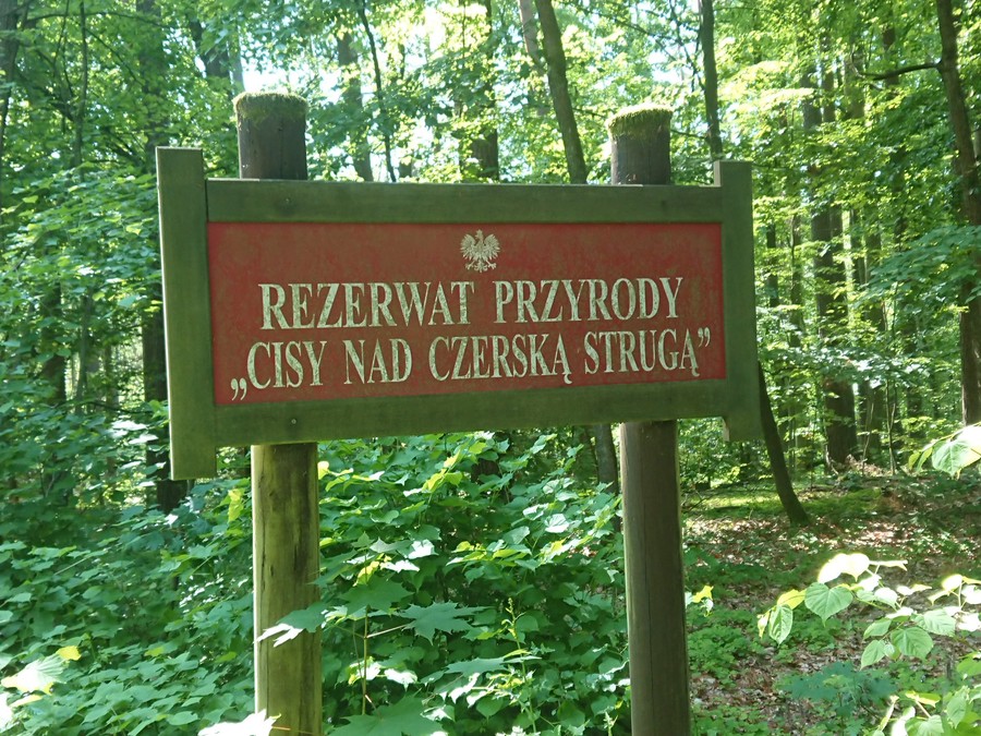 Cisy nad Czerską Strugą