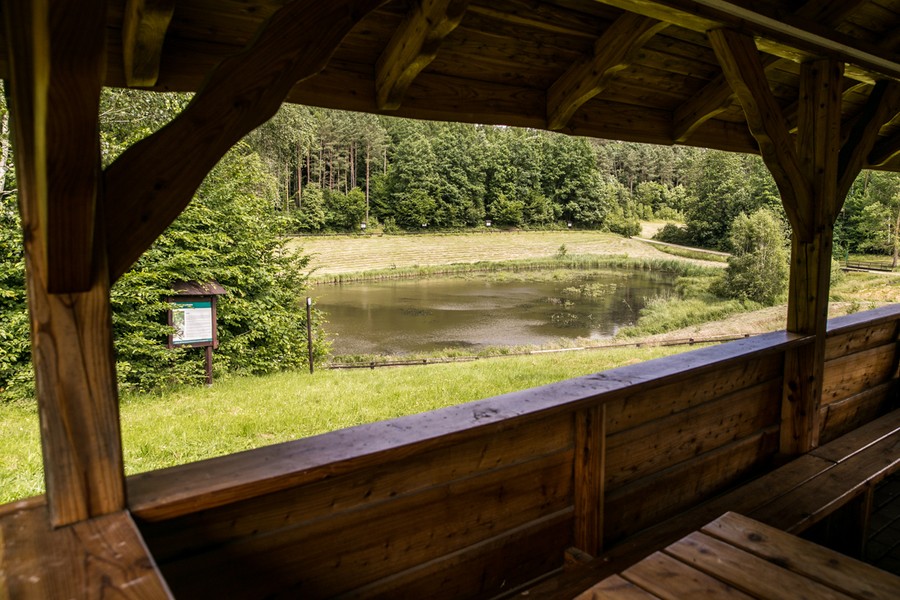 Rezerwat Szumny Zdrój na terenie Górznieńsko-Lidzbarskiego Parku Krajobrazowego, fot. Andrzej Goiński/UMWKP