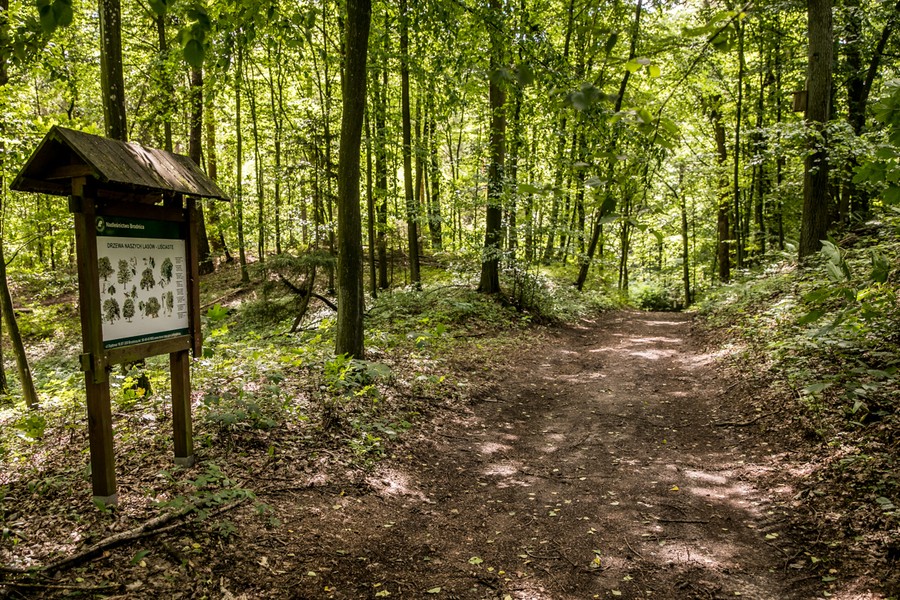 Rezerwat Szumny Zdrój na terenie Górznieńsko-Lidzbarskiego Parku Krajobrazowego, fot. Andrzej Goiński/UMWKP