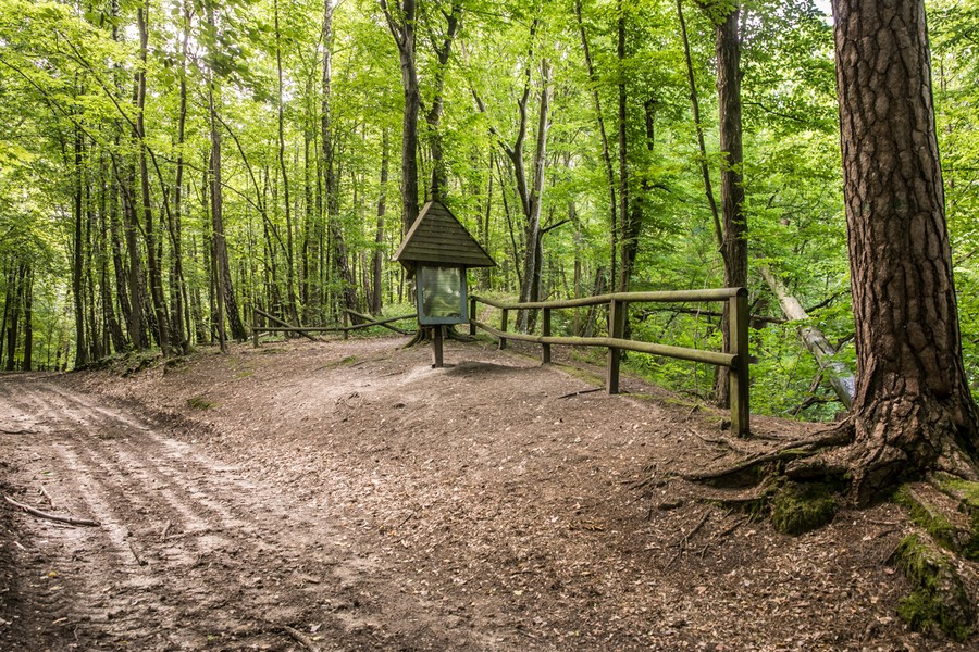 Rezerwat Szumny Zdrój na terenie Górznieńsko-Lidzbarskiego Parku Krajobrazowego, fot. Andrzej Goiński/UMWKP