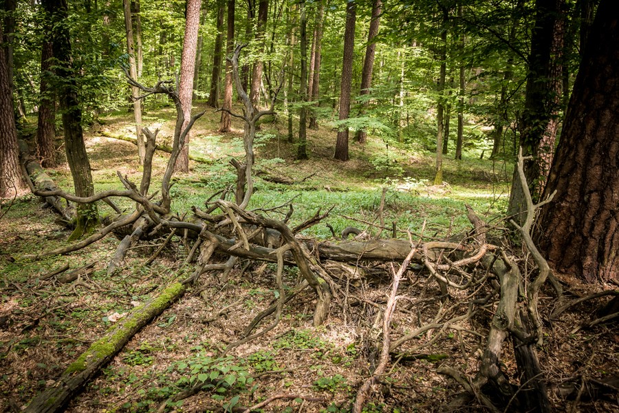 Rezerwat Szumny Zdrój na terenie Górznieńsko-Lidzbarskiego Parku Krajobrazowego, fot. Andrzej Goiński/UMWKP