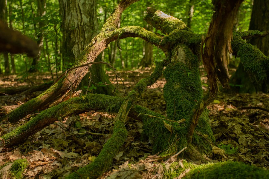 Fot. Filip Kowalkowski dla UMWKP