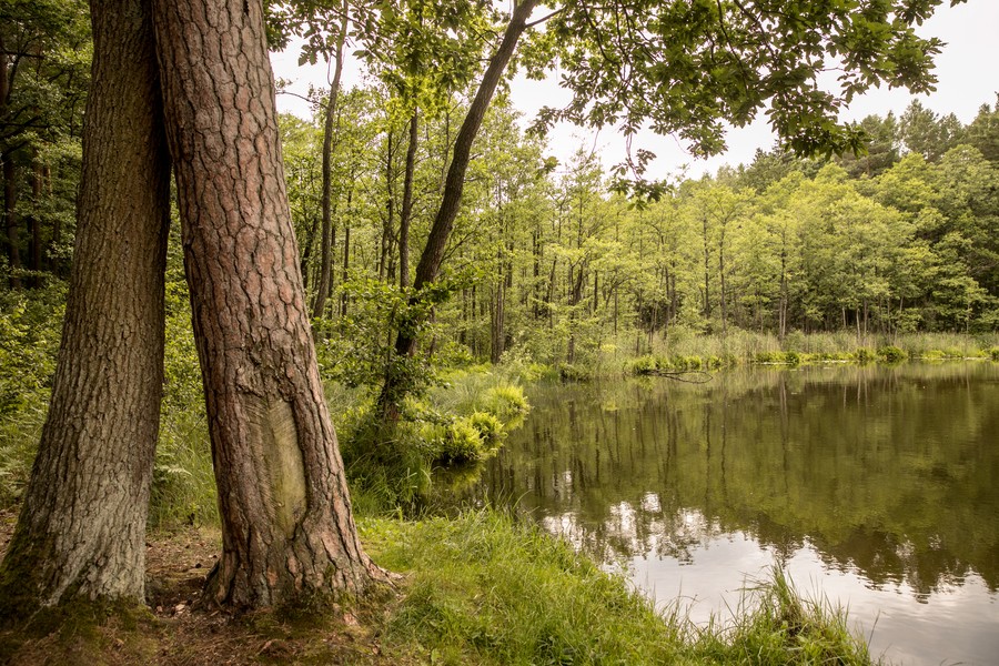 brodnicki park krajobrazowy fot.Andrzej Goinski