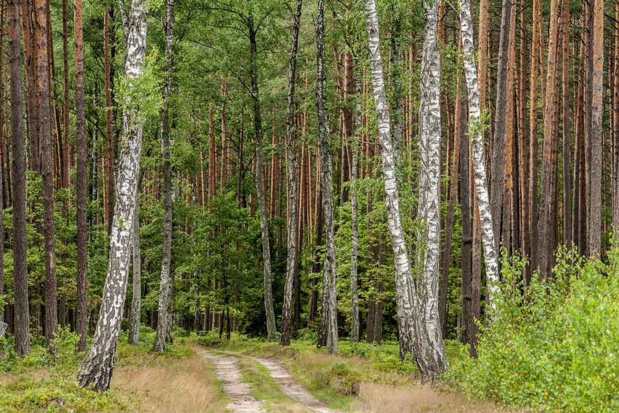 gorzno park krajobrazowy fot. Andrzej Goinski