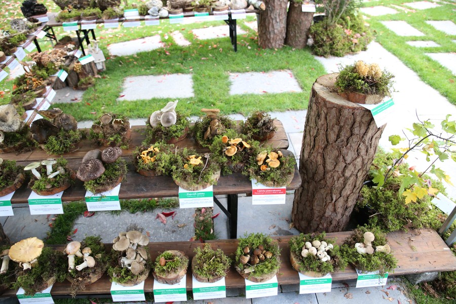 naturalne okazy na wystawie fot. Rafał Borzyszkowski