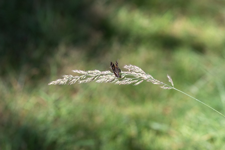 Gostynińsko-Włocławski Park Krajobrazowy, Fot. Mikołaj Kuras dla UMWKP