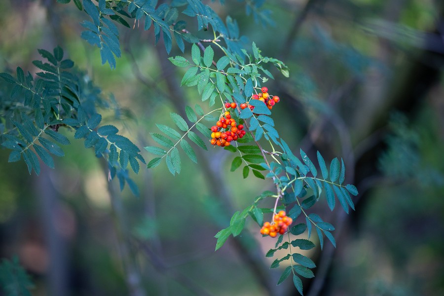 Gostynińsko-Włocławski Park Krajobrazowy, Fot. Mikołaj Kuras dla UMWKP