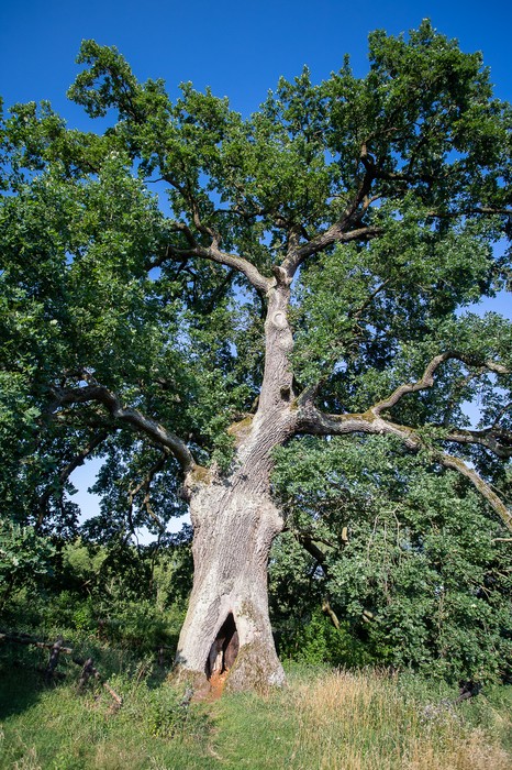 Gostynińsko-Włocławski Park Krajobrazowy, Fot. Mikołaj Kuras dla UMWKP