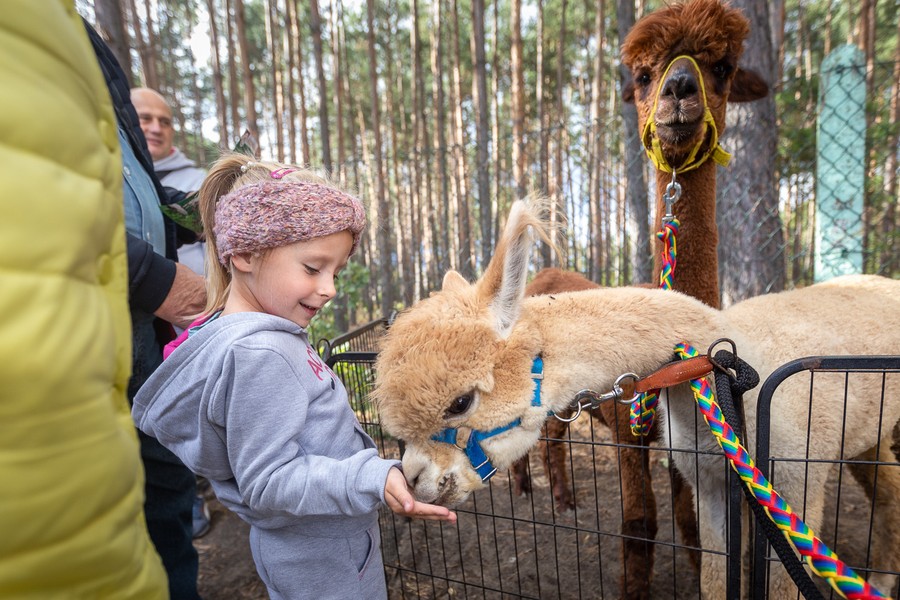 Święto Kapusty 2022, fot. Szymon Zdzieblo/tarantoga.pl dla UMWKP