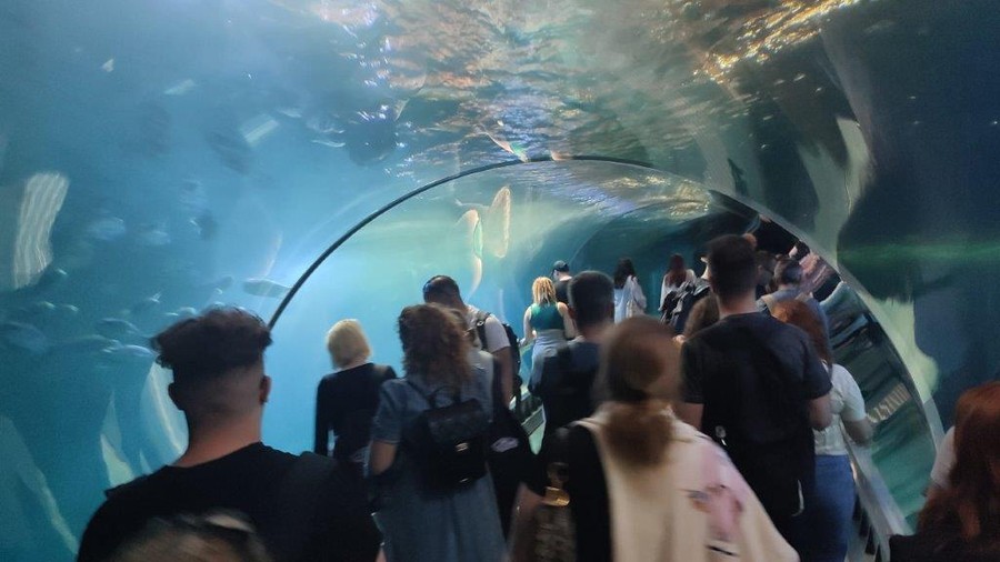 Wizyta w Afrykarium Autor zdjęcia K. Niedzwiec