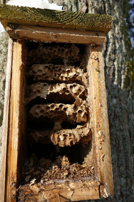 Gniazdo szerszeni - budki nie zawsze zasiedlają ptaki fot. Archiwum KPK