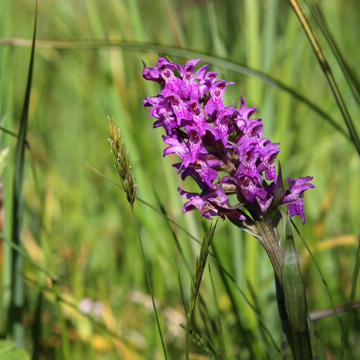 Kukułka krwista. fot. Rafał Borzyszkowski