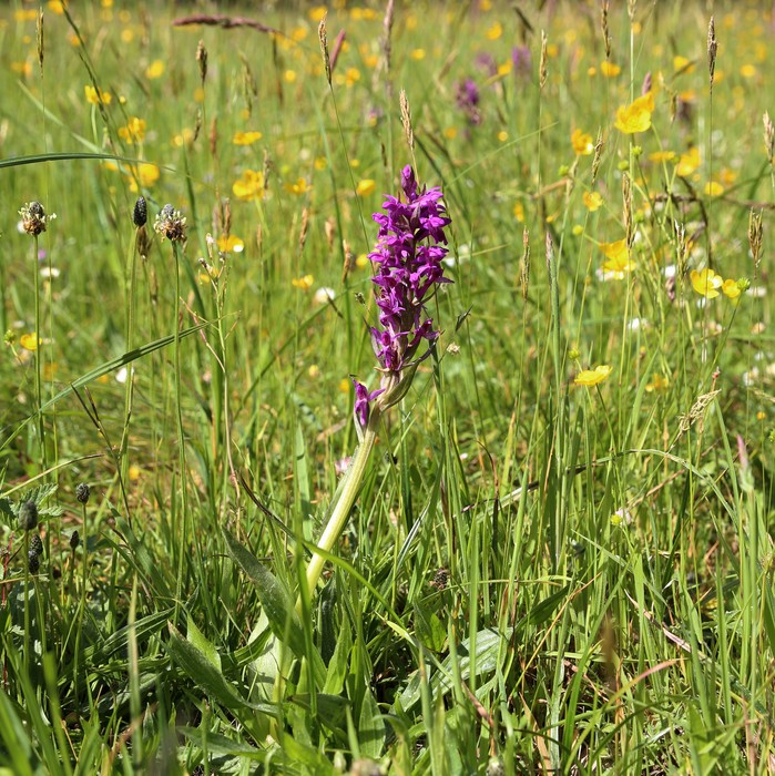 Monitoring kukułki krwistej 2005-2023. fot. Rafał Borzyszkowski
