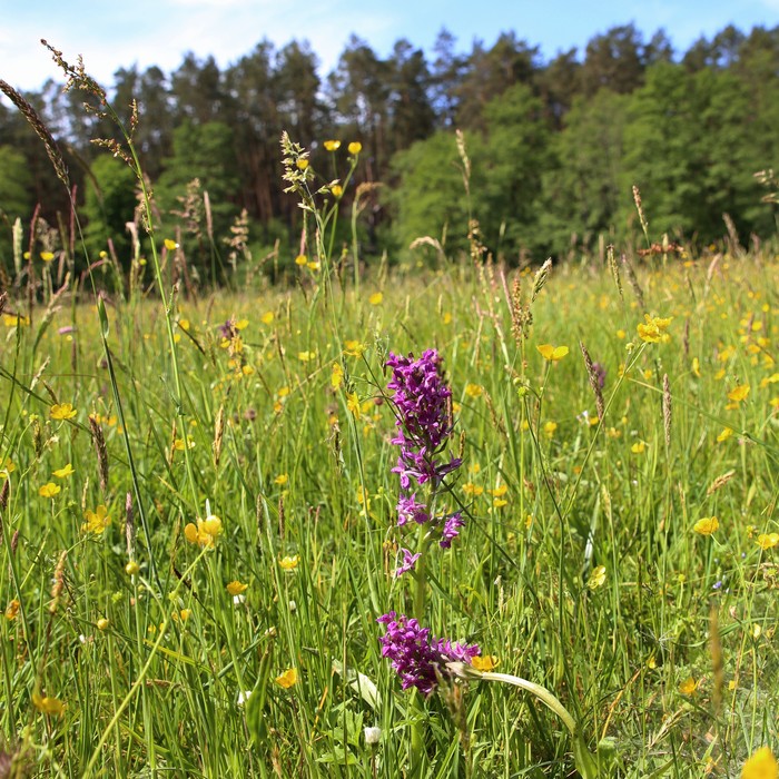 Ochrona ex situ kukułki krwistej w Tucholskim Parku Krajobrazowym. fot. Rafał Borzyszkowski