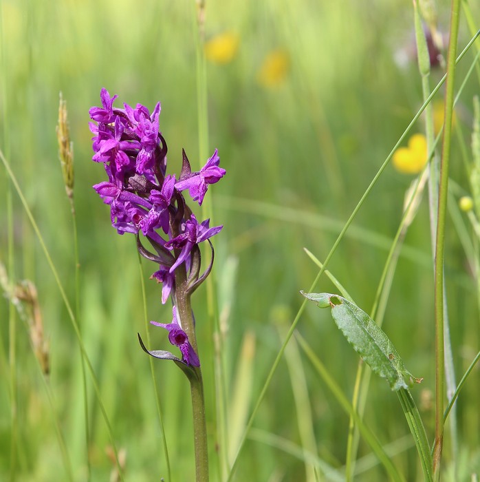 Rekord w 2023 roku - 637 osobników. fot. Rafał Borzyszkowski