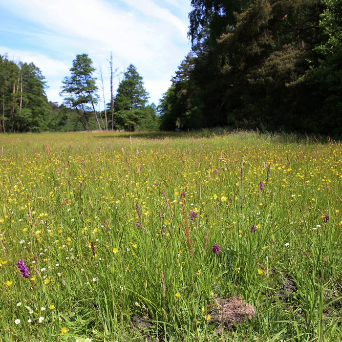 Storczykowa łąka w Tucholskim Parku Krajobrazowym. fot. Rafał Borzyszkowski