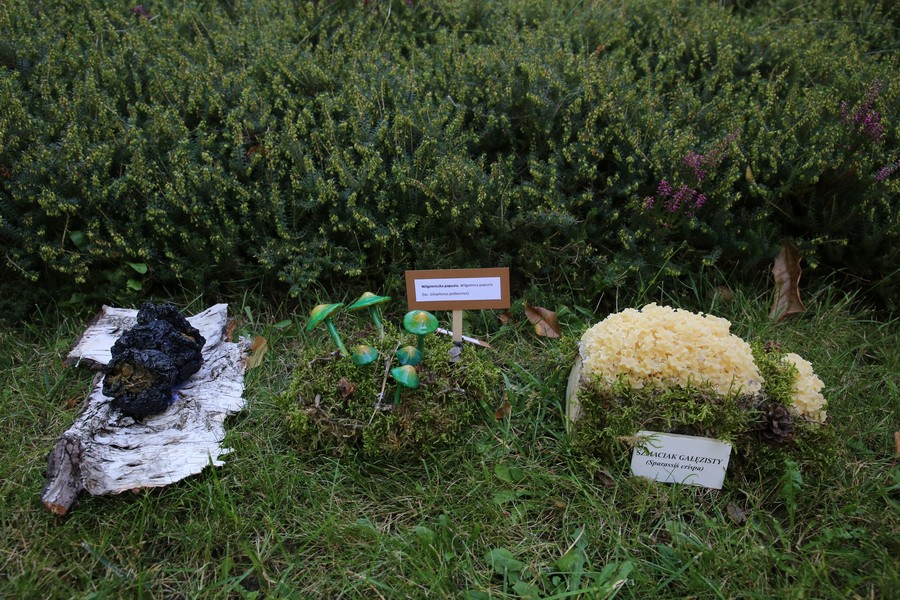 Zwycięskie prace, fot. Dorota Borzyszkowska