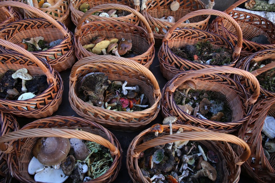 Kosze pełne okazów na wystawę, fot. R. Borzyszkowski