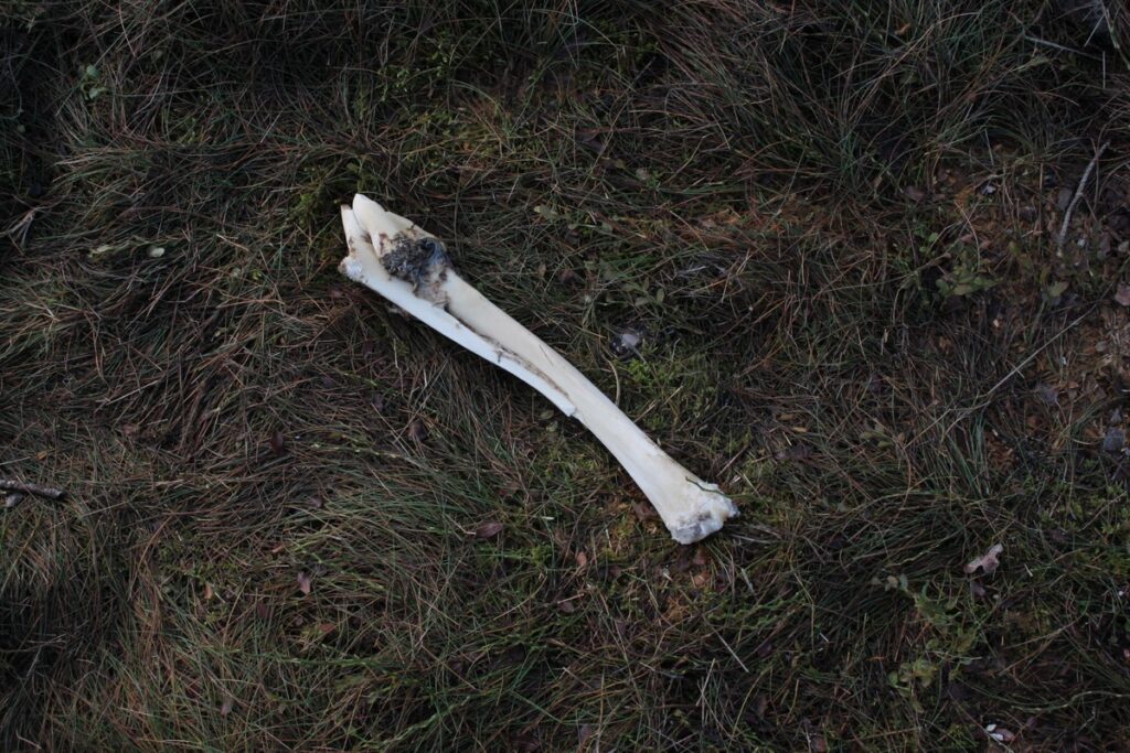 Pozostałość ofiary wilka szarego fot. Rafał Borzyszkowski