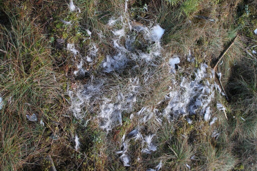 Pozostałość ofiary wilka szarego fot. Rafał Borzyszkowski